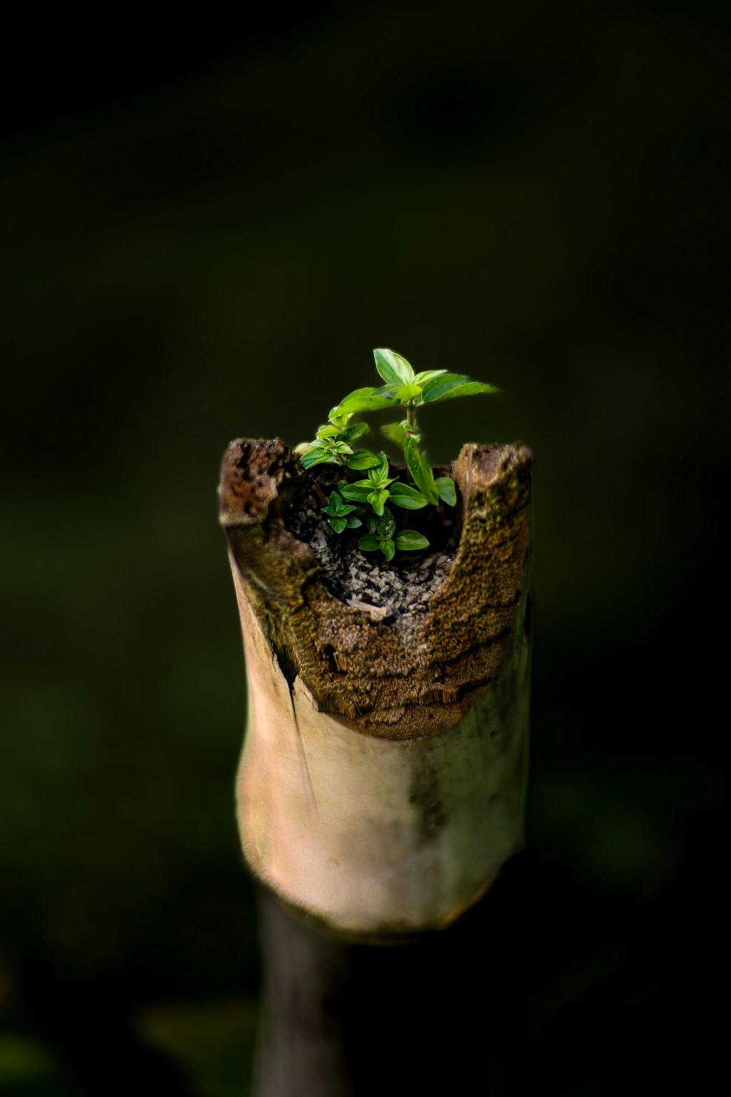 100 Days of Identity-Day Twenty-Eight: I Have Eternal Life in Christ&nbsp;Jesus